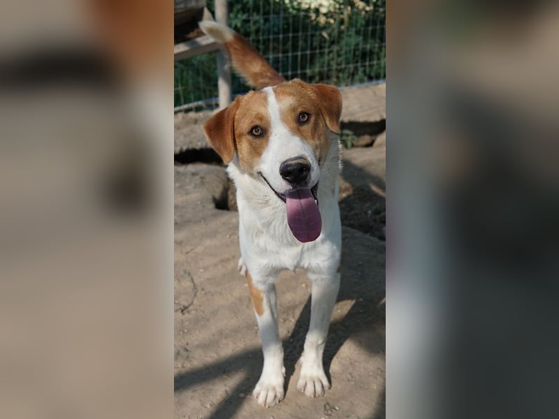 Benji, geb. ca. 10/2024, lebt in GRIECHENLAND, im städt. Tierheim Serres