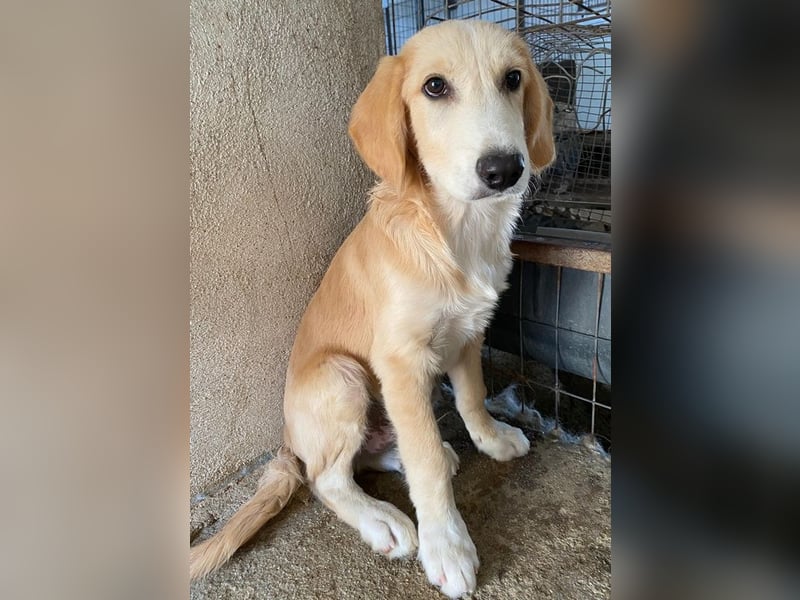 Gipsy, geb. ca. 04/2025, lebt in GRIECHENLAND, im städt. Tierheim Serres