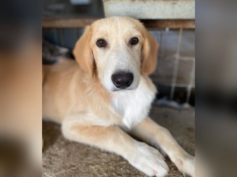 Gipsy, geb. ca. 04/2025, lebt in GRIECHENLAND, im städt. Tierheim Serres