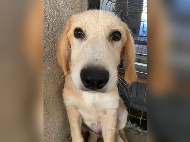 Gipsy, geb. ca. 04/2025, lebt in GRIECHENLAND, im städt. Tierheim Serres
