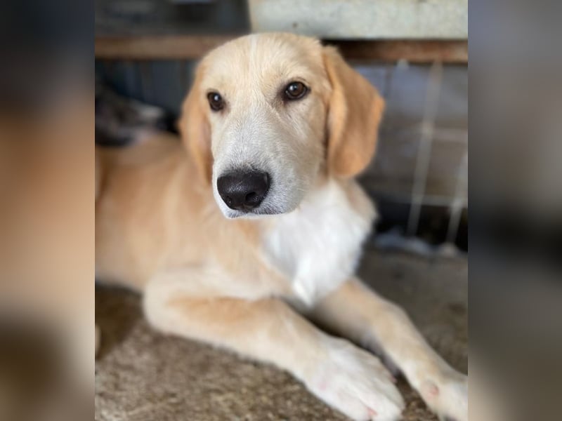 Gipsy, geb. ca. 04/2025, lebt in GRIECHENLAND, im städt. Tierheim Serres