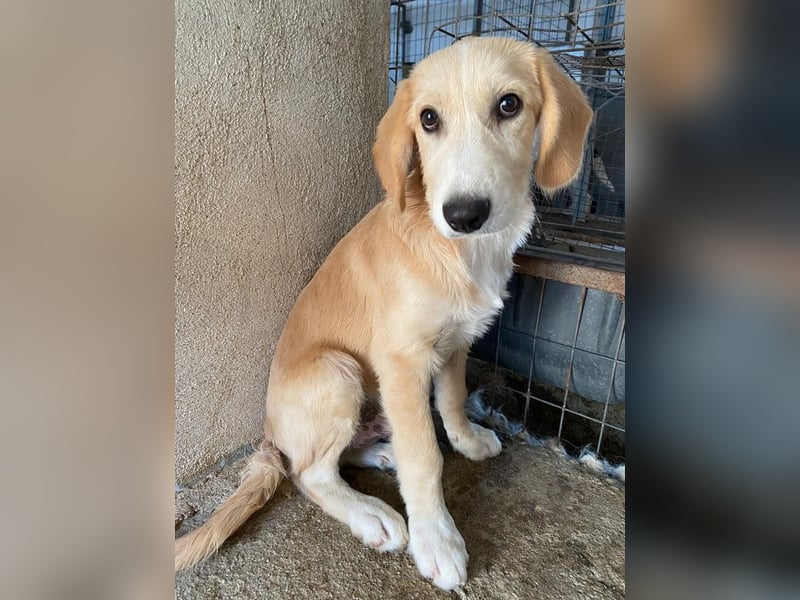 Gipsy, geb. ca. 04/2025, lebt in GRIECHENLAND, im städt. Tierheim Serres