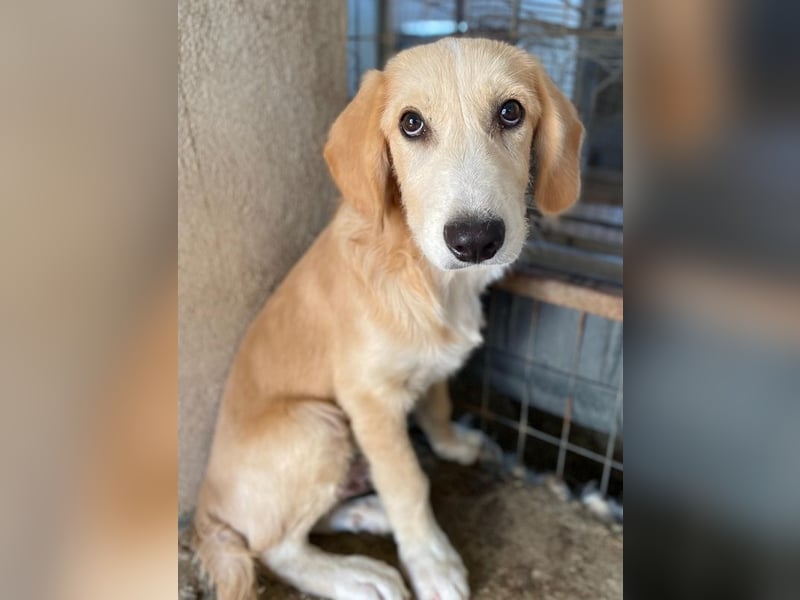 Gipsy, geb. ca. 04/2025, lebt in GRIECHENLAND, im städt. Tierheim Serres