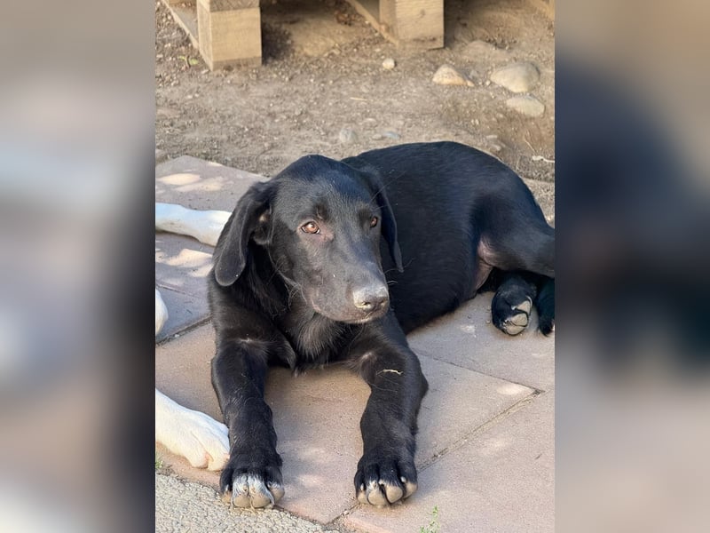 CHAPLIN - liebevoller Welpenjunge sucht einfühlsames Zuhause