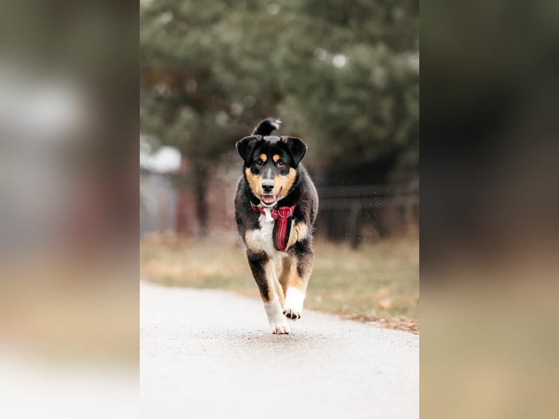 Kluge Marissa sucht aktives Zuhause