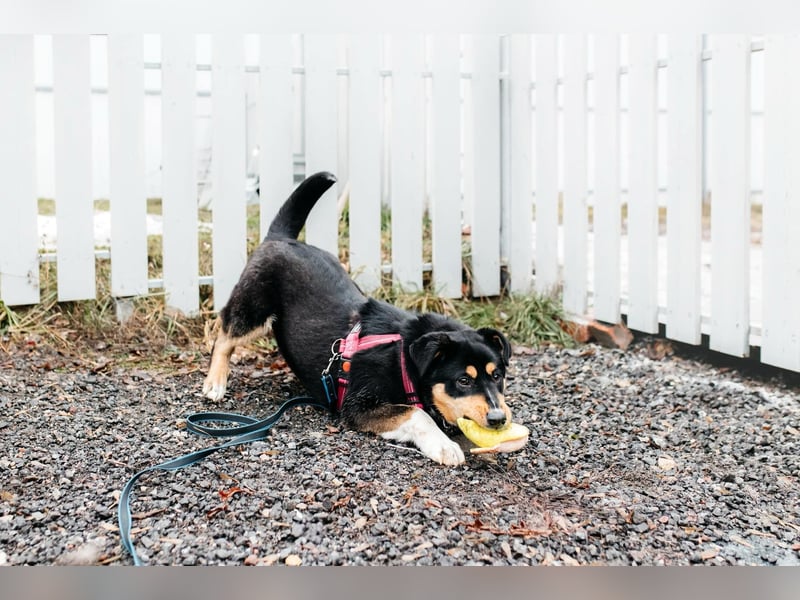 Kluge Marissa sucht aktives Zuhause