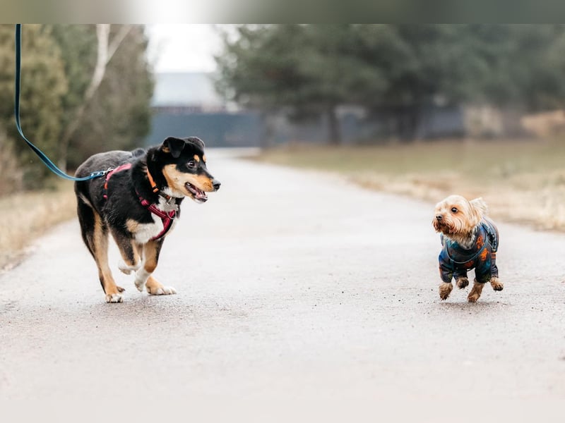Kluge Marissa sucht aktives Zuhause