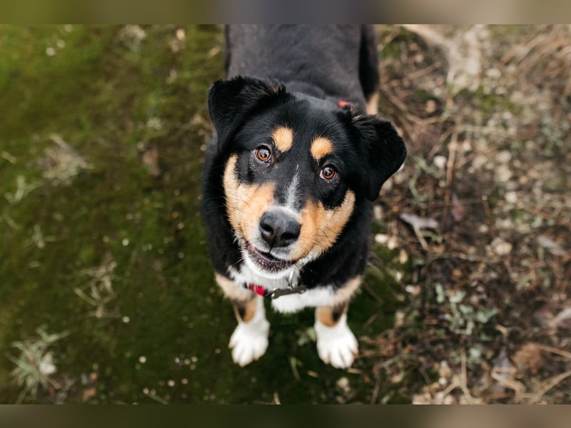 Kluge Marissa sucht aktives Zuhause