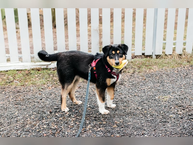 Kluge Marissa sucht aktives Zuhause