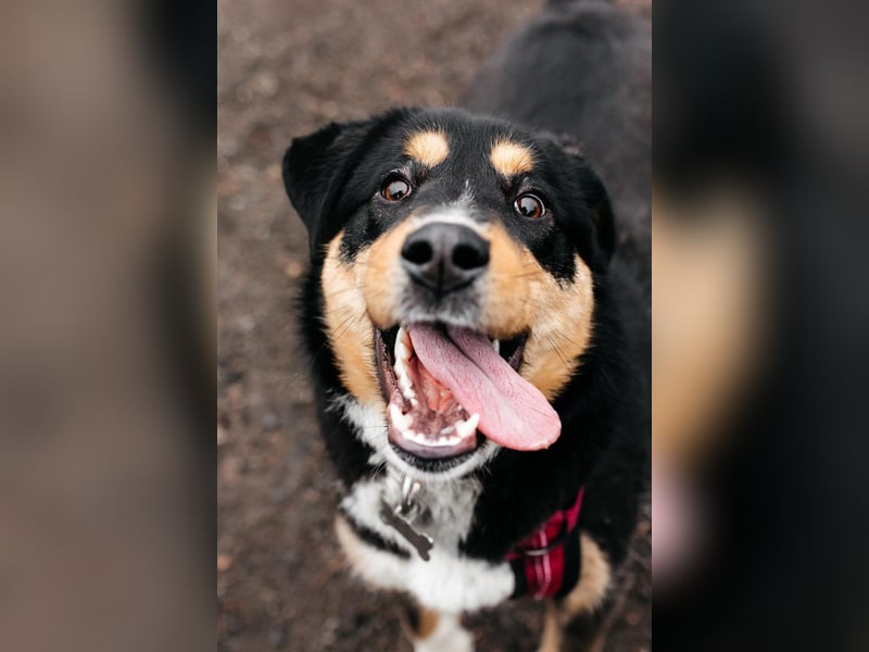 Kluge Marissa sucht aktives Zuhause