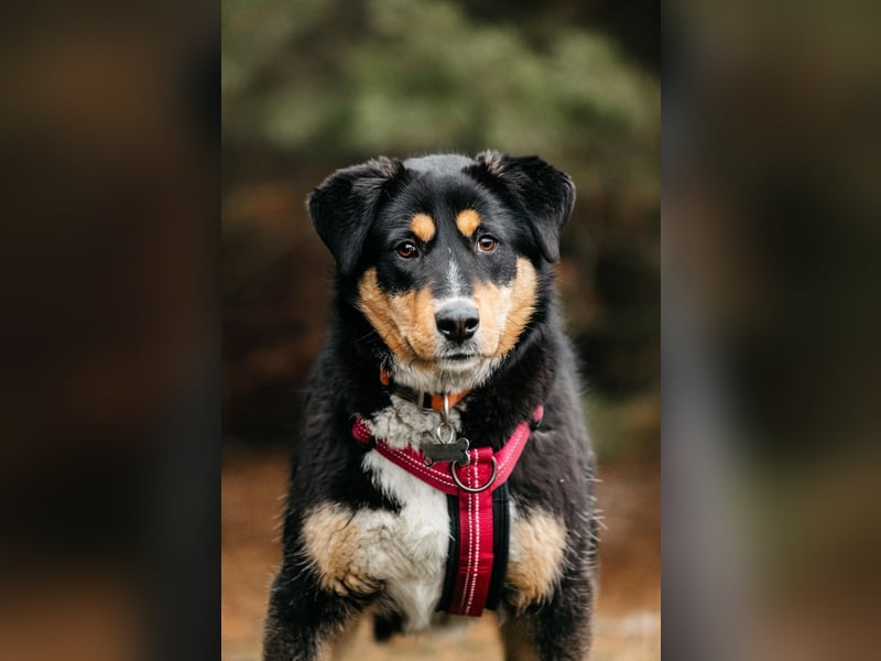 Kluge Marissa sucht aktives Zuhause