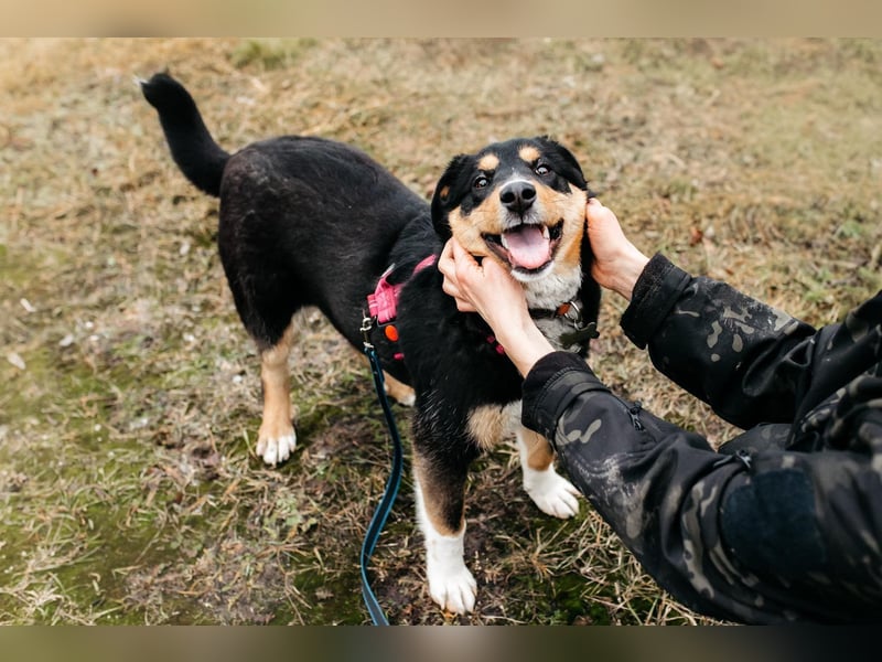 Kluge Marissa sucht aktives Zuhause