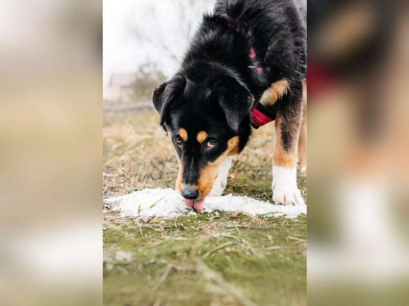 Kluge Marissa sucht aktives Zuhause