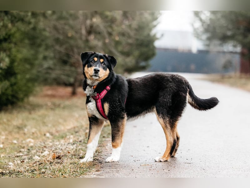Kluge Marissa sucht aktives Zuhause