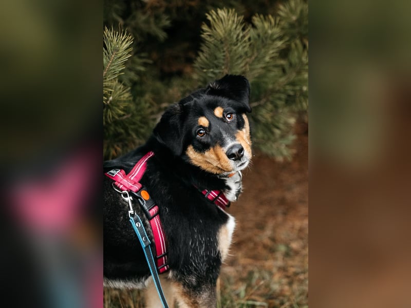 Kluge Marissa sucht aktives Zuhause