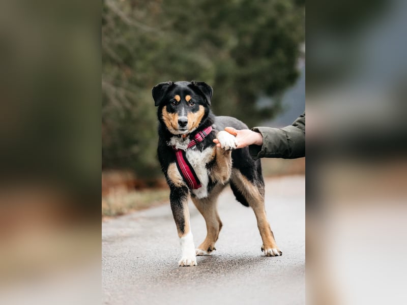 Kluge Marissa sucht aktives Zuhause