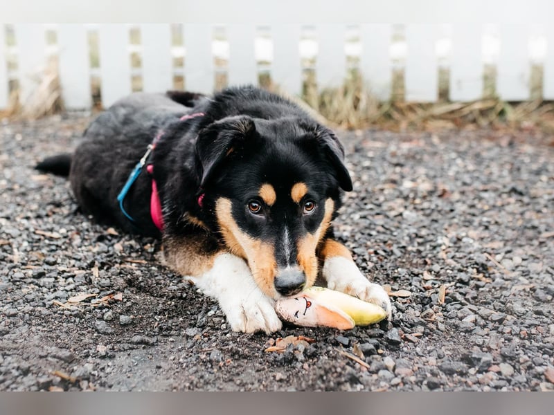 Kluge Marissa sucht aktives Zuhause