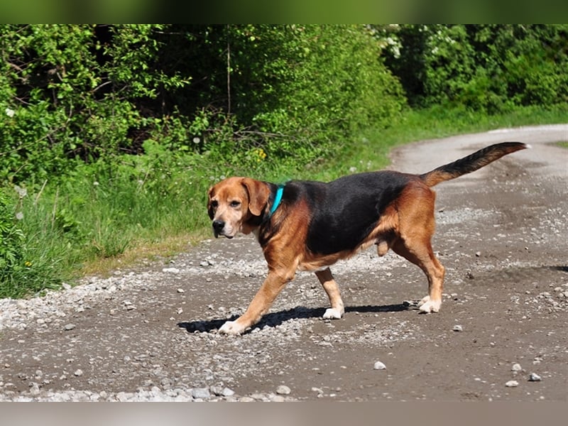 Rex S213 ist ein sehr lieber Hundeschatz