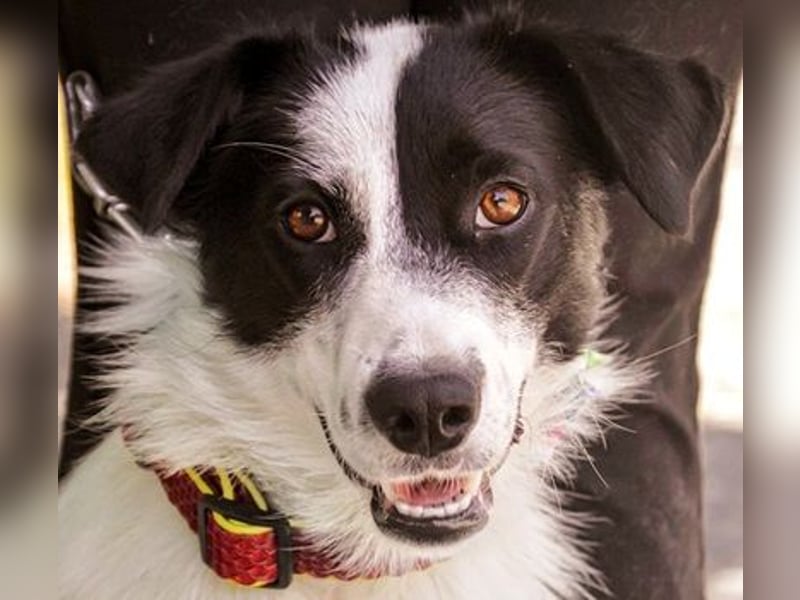 Roxy Y161 ist fröhlich und mag sogar Katzen