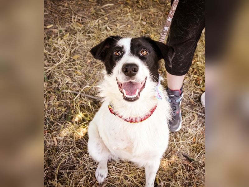 Roxy Y161 ist fröhlich und mag sogar Katzen