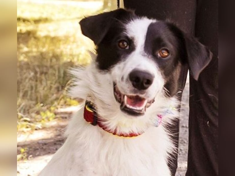 Roxy Y161 ist fröhlich und mag sogar Katzen