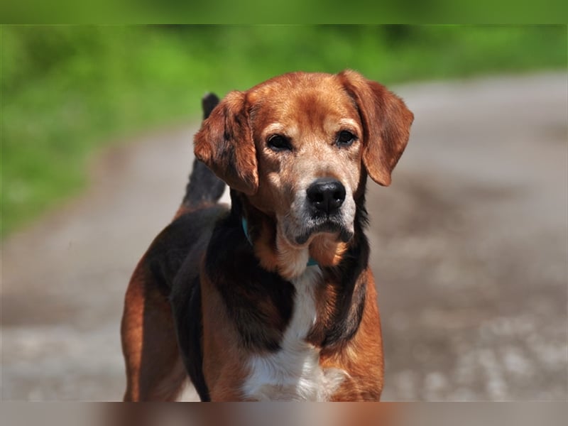 Rex S213 ist ein sehr lieber Hundeschatz