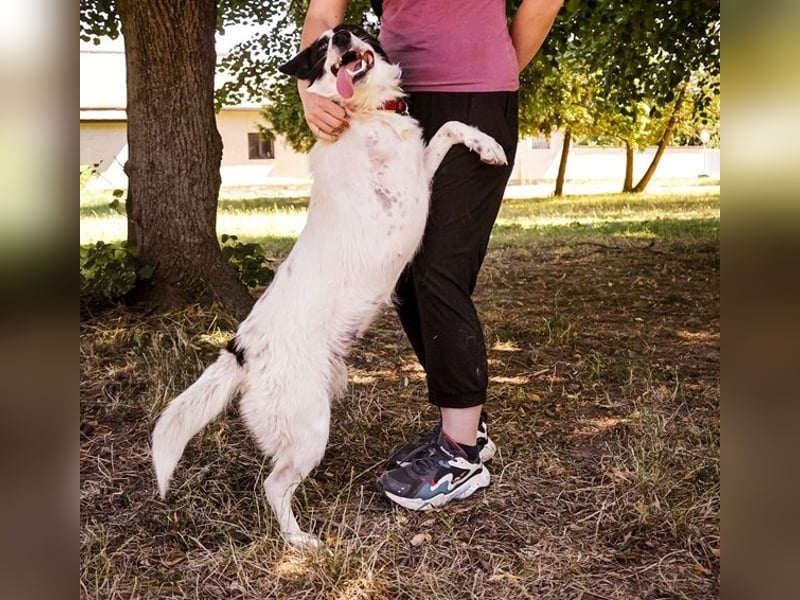 Roxy Y161 ist fröhlich und mag sogar Katzen