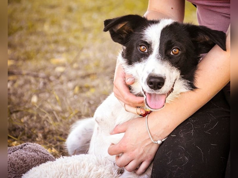 Roxy Y161 ist fröhlich und mag sogar Katzen