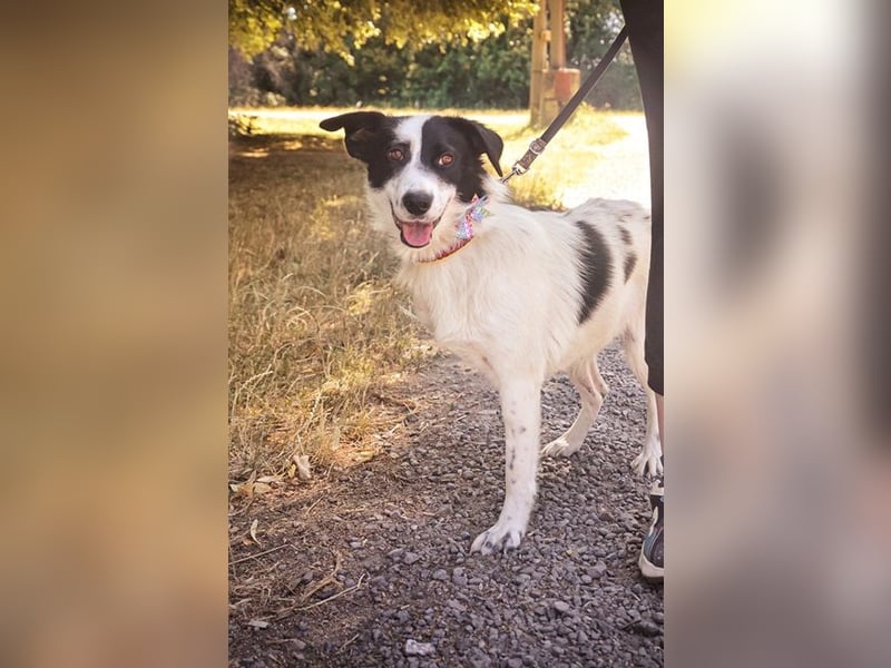 Roxy Y161 ist fröhlich und mag sogar Katzen