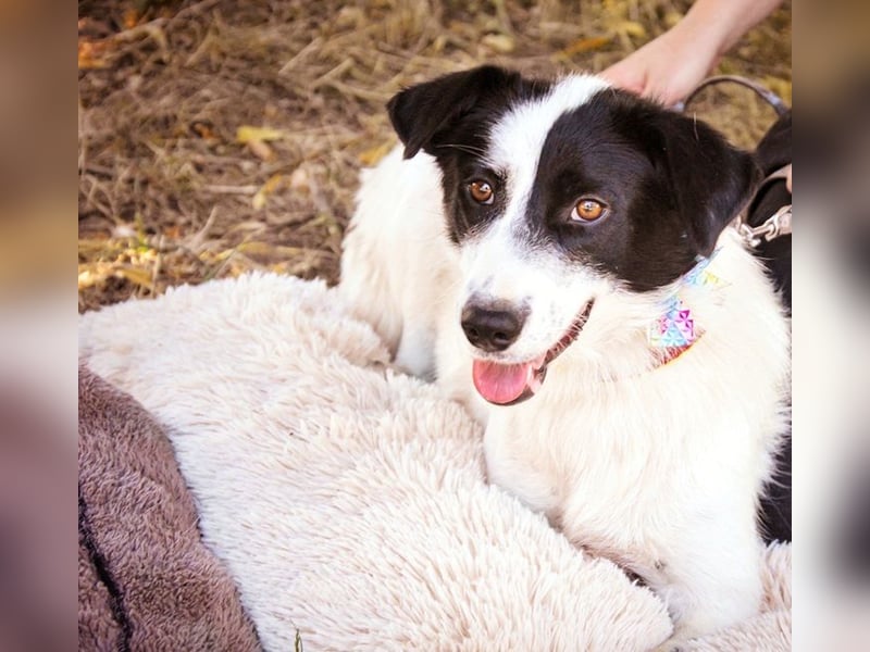 Roxy Y161 ist fröhlich und mag sogar Katzen