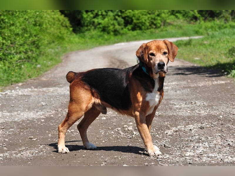 Rex S213 ist ein sehr lieber Hundeschatz