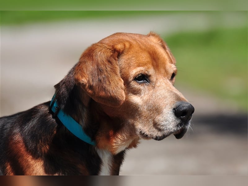 Rex S213 ist ein sehr lieber Hundeschatz