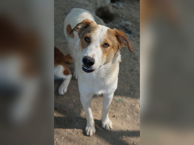 Chico, geb. ca. 10/2024, lebt in GRIECHENLAND, im städt. Tierheim Serres