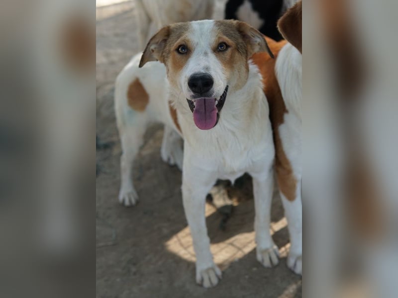 Chico, geb. ca. 10/2024, lebt in GRIECHENLAND, im städt. Tierheim Serres