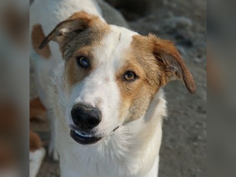 Chico, geb. ca. 10/2024, lebt in GRIECHENLAND, im städt. Tierheim Serres