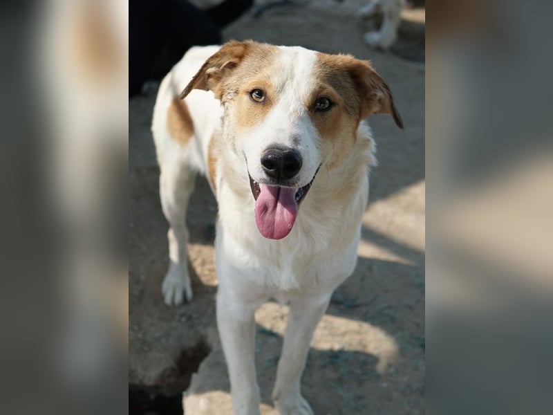 Chico, geb. ca. 10/2024, lebt in GRIECHENLAND, im städt. Tierheim Serres