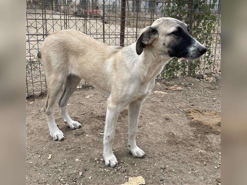Olaf, geb. ca. 05/2023, lebt in GRIECHENLAND, im städt. Tierheim Serres