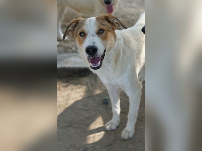 Chico, geb. ca. 10/2024, lebt in GRIECHENLAND, im städt. Tierheim Serres