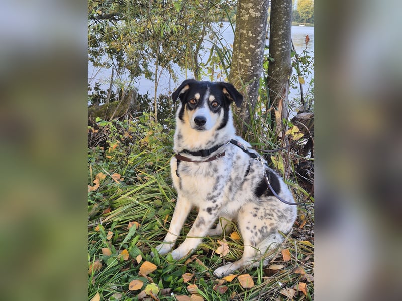 Flora – eine sanfte Hundedame sucht ihr Glück Flora – eine sanfte Hundedame sucht ihr Glück