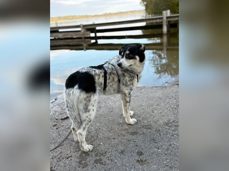 Flora – eine sanfte Hundedame sucht ihr Glück Flora – eine sanfte Hundedame sucht ihr Glück