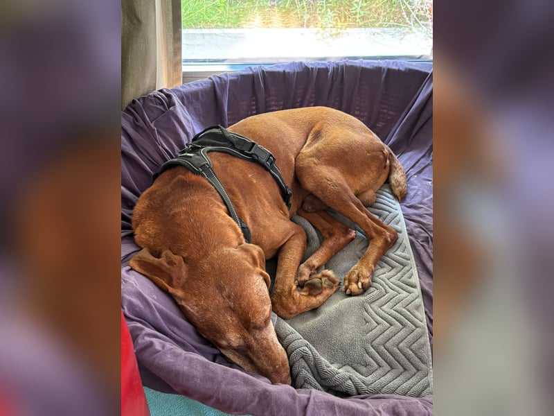 Rüde NEMO sucht sein Happy End