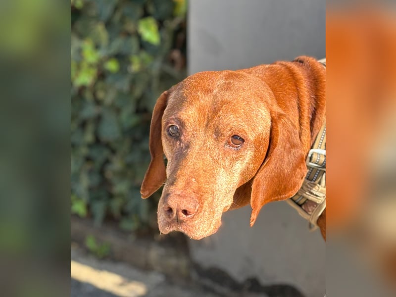 Rüde NEMO sucht sein Happy End