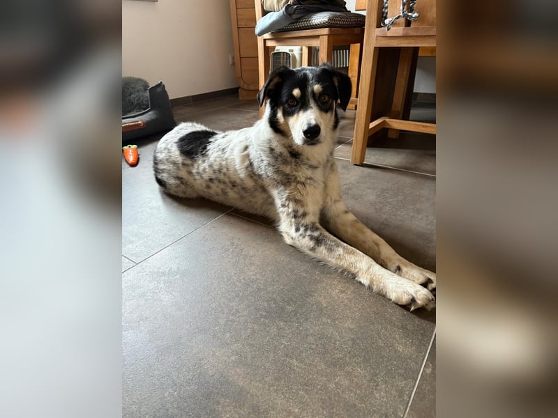 Flora – eine sanfte Hundedame sucht ihr Glück Flora – eine sanfte Hundedame sucht ihr Glück