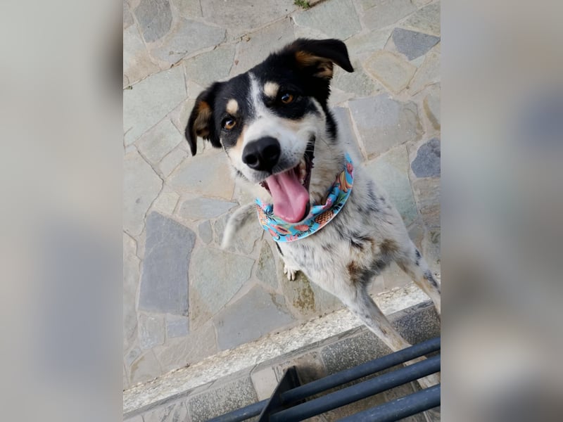 Flora – eine sanfte Hundedame sucht ihr Glück Flora – eine sanfte Hundedame sucht ihr Glück