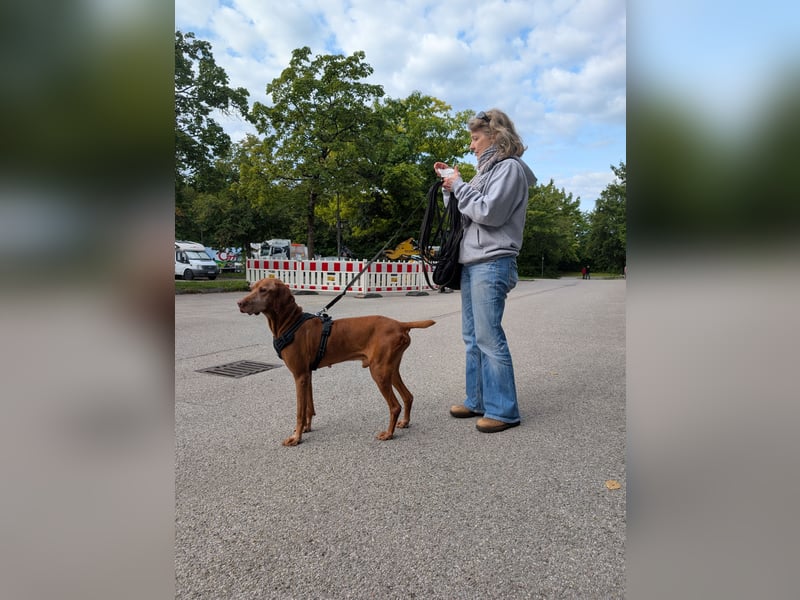Rüde NEMO sucht sein Happy End