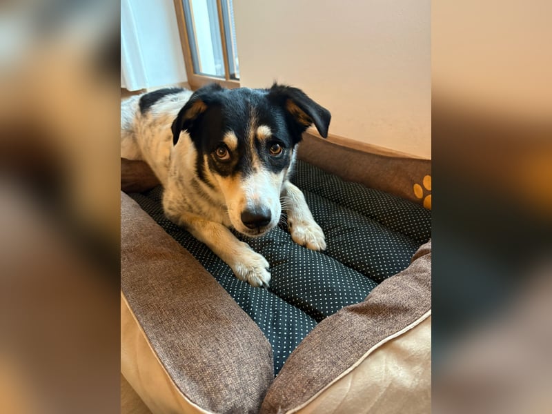 Flora – eine sanfte Hundedame sucht ihr Glück Flora – eine sanfte Hundedame sucht ihr Glück