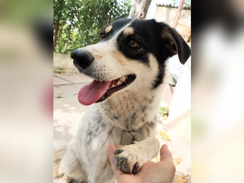 Flora – eine sanfte Hundedame sucht ihr Glück Flora – eine sanfte Hundedame sucht ihr Glück