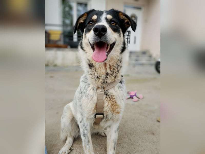 Flora – eine sanfte Hundedame sucht ihr Glück Flora – eine sanfte Hundedame sucht ihr Glück