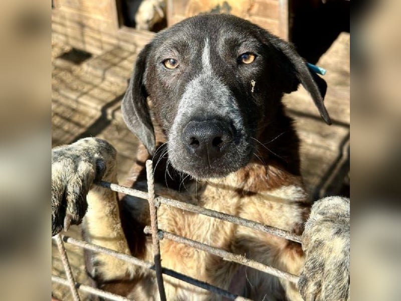 ♥ROJO♥ wunderschöner, verspielter, gestiefelter Rüde, der sich nach menschlicher Nähe sehnt 59cm