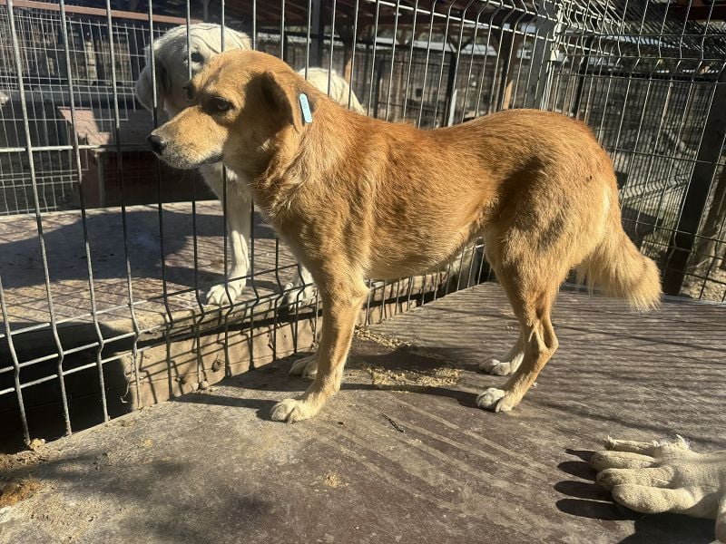 ♥FLEUR♥ süße Hündin. Es bricht einem das Herz zu sehen, wie sehr sie sich nach Zuneigung sehnt 51 cm